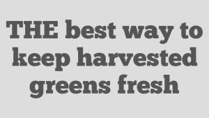 THE best way to keep harvested greens fresh